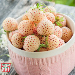 Strawberry (Fragaria) Snow White 6 Bare Roots + Incredicrop 100g