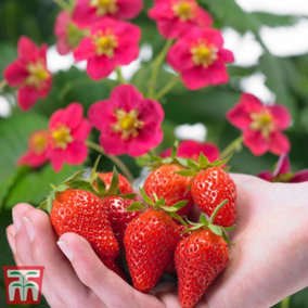 Strawberry (Fragaria) Toscana 9cm Taupe Pot x 1 - Outdoor Fruit Plants for Gardens, Pots, Containers