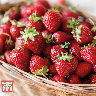 Strawberry (Fragaria) Vibrant 6 Bare Roots