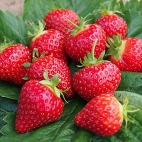 Strawberry Hapil Bare Root - Grow Your Own Bareroot, Fresh Fruit Plants, Ideal for UK Gardens (10 Pack)