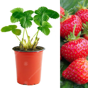 Strawberry Hapil - Outdoor Fruit Plants for Gardens, Pots, Containers (9cm Pots, 10 Pack)