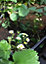 Strawberry Hapil Plants x 3 9cm Pots