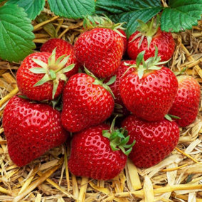 Strawberry Honeoye Bare Root - Grow Your Own Bareroot, Fresh Fruit Plants, Ideal for UK Gardens (10 Pack)