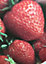 Strawberry Honeyeye Plants 3 x 9cm Pots