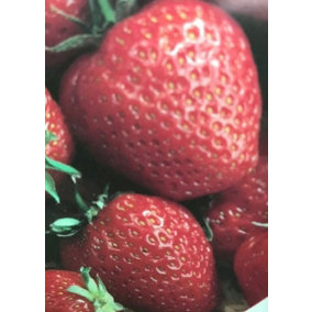 Strawberry Honeyeye Plants 3 x 9cm Pots