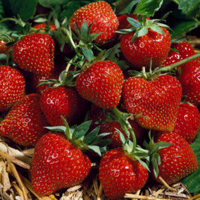Strawberry Korona - Outdoor Fruit Plants for Gardens, Pots, Containers (9cm Pots, 10 Pack)