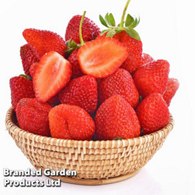 Strawberry Malwina - 6 Bare Root Plants