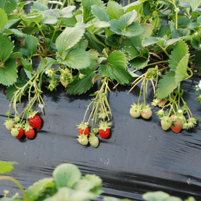 Strawberry Marshmello Bare Root - Grow Your Own Bareroot, Fresh Fruit Plants, Ideal for UK Gardens (10 Pack)