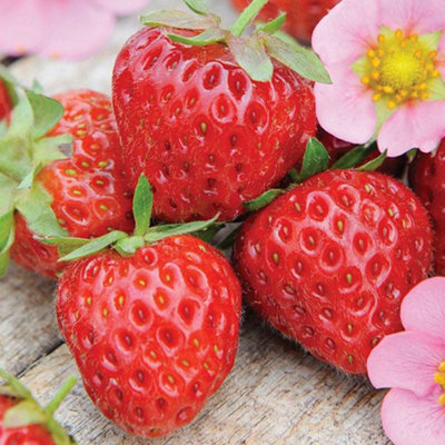 Strawberry Marshmello Bare Root - Grow Your Own Bareroot, Fresh Fruit Plants, Ideal for UK Gardens (20 Pack)