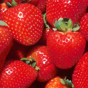 Strawberry Marshmello Bare Root - Grow Your Own Bareroot, Fresh Fruit Plants, Ideal for UK Gardens (5 Pack)