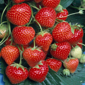Strawberry Marshmello - Outdoor Fruit Plants for Gardens, Pots, Containers (9cm Pots, 10 Pack)