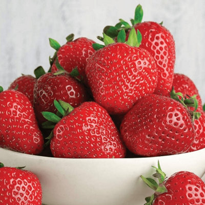 Strawberry Marshmello - Outdoor Fruit Plants for Gardens, Pots ...