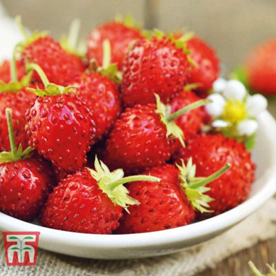 Strawberry Mignonette 1 Seed Packet (320 Seeds)