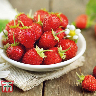 Strawberry Mignonette 1 Seed Packet (320 Seeds)