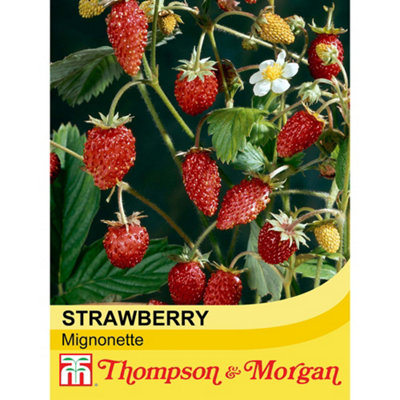 Strawberry Mignonette 1 Seed Packet (320 Seeds) - 4
