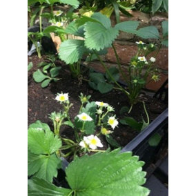 Strawberry Montana Plants 3 x 9cm Pots