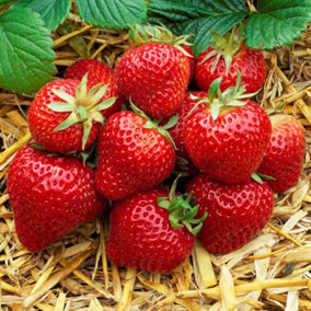 Strawberry Plant Mix - Grow Your Own Tasty Strawberry Sweet, Healthy Fruits (15-30cm Height incl Pot)