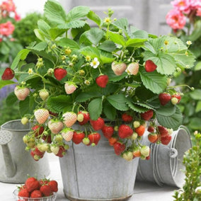 Strawberry Plant Trio in 1.5L Pot - Contains Unusual White Variety - 3 Growing Plants in One Pot
