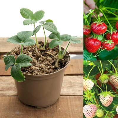 Strawberry Plant Trio in 1.5L Pot - Contains Unusual White Variety - 3 Growing Plants in One Pot
