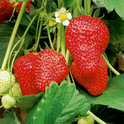 Strawberry Plant Trio in 1.5L Pot - Contains Unusual White Variety - 3 Growing Plants in One Pot - 3