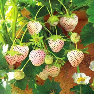 Strawberry Plant Trio in 1.5L Pot - Contains Unusual White Variety - 3 Growing Plants in One Pot - 4