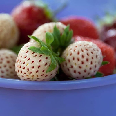 Strawberry Plant Trio in 1.5L Pot - Contains Unusual White Variety - 3 Growing Plants in One Pot - 5