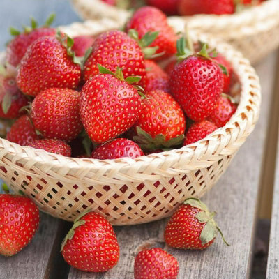Strawberry Plant Trio in 1.5L Pot - Contains Unusual White Variety - 3 Growing Plants in One Pot - 6