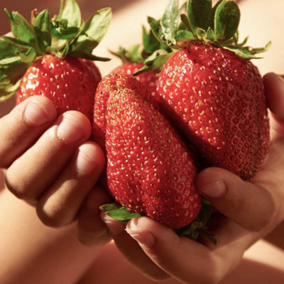 Strawberry Plants 'Sweet Colossus', 12 Pack of Giant Strawberries, Plug Plants, Grow Your Own, King Sized Fruit