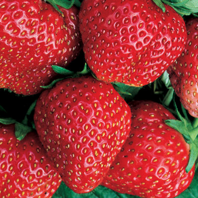 Strawberry Red Gauntlet - Outdoor Fruit Plants for Gardens, Pots, Containers (9cm Pots, 5 Pack)