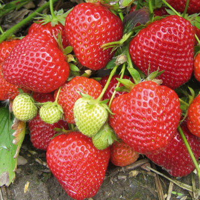 Strawberry Red Gauntlet - Outdoor Fruit Plants for Gardens, Pots, Containers (9cm Pots, 5 Pack)