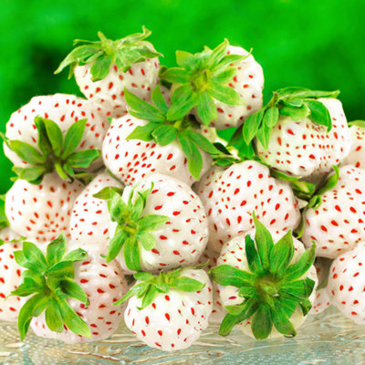 Strawberry Snow White Bare Root - Grow Your Own Bareroot, Fresh Fruit Plants, Ideal for UK Gardens (10 Pack)