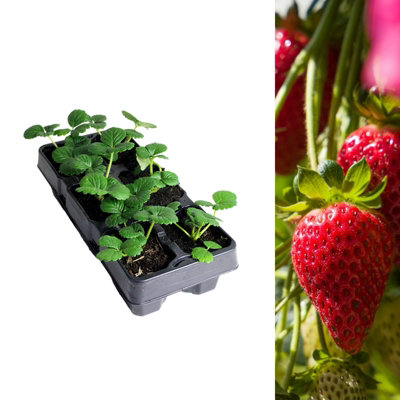 Strawberry Summer Breeze Fruit Plants 6 Pack - Fragaria
