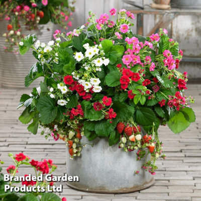 Strawberry Summer Breeze Trio - 3 x 9cm Potted Plants (1 of each variety)