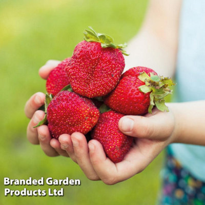 Strawberry Sweet Colossus Potted Plant x 2