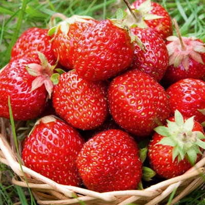 Strawberry Sweetheart Bare Root - Grow Your Own Bareroot, Fresh Fruit Plants, Ideal for UK Gardens (10 Pack)