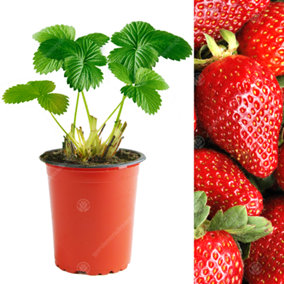 Strawberry Sweetheart - Outdoor Fruit Plants for Gardens, Pots, Containers (9cm Pots, 10 Pack)
