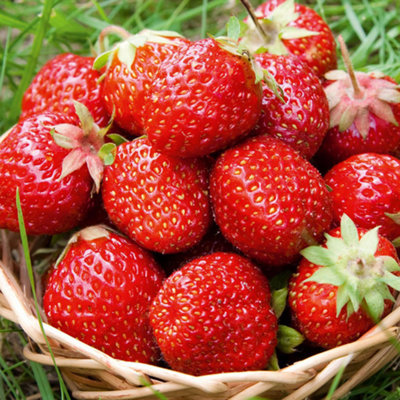 Strawberry Sweetheart - Outdoor Fruit Plants for Gardens, Pots ...