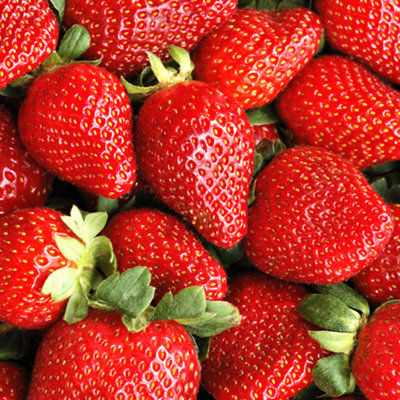 Strawberry Sweetheart - Outdoor Fruit Plants for Gardens, Pots ...