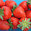 Strawberry Sweetheart - Outdoor Fruit Plants for Gardens, Pots, Containers (9cm Pots, 5 Pack)