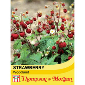 Strawberry Woodland 1 Seed Packet (80 Seeds)