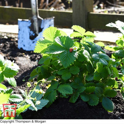 Strawberry Woodland 1 Seed Packet (80 Seeds)