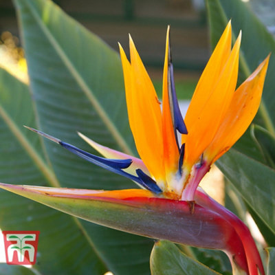 Strelitzia Bird of Paradise 1 x 9cm Potted Plant & Incredifeed