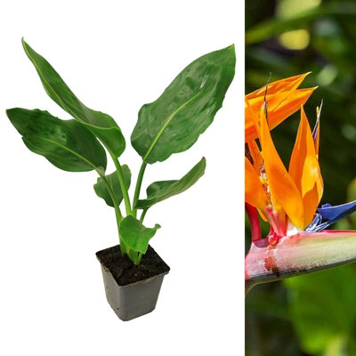 Strelitzia Bird of Paradise Plant in 9cm Pot - Tropical Indoor Plant