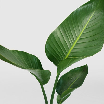 Strelitzia Bird of Paradise Plant in 9cm Pot - Tropical Indoor Plant - 3