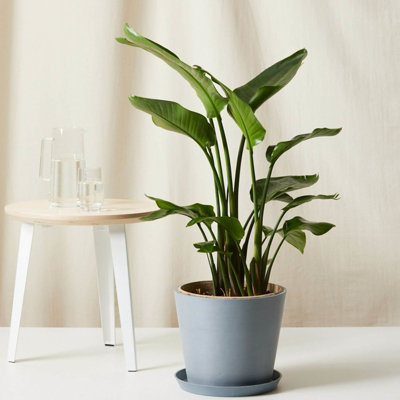 Strelitzia Bird of Paradise Plant in 9cm Pot - Tropical Indoor Plant - 5