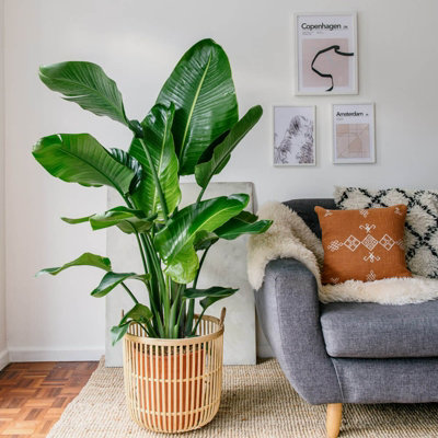 Strelitzia Bird of Paradise Plant in 9cm Pot - Tropical Indoor Plant - 6