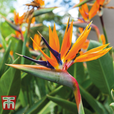 Strelitzia Bird Of Paradise Potted Plant x 2  (9cm Pot)