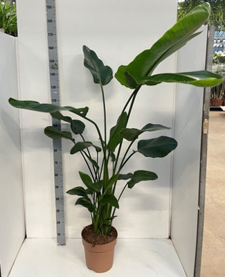 Strelitzia Nicolai, 27cm Pot Size, 180cm Tall, Giant Bird of Paradise,  Indoor Houseplant