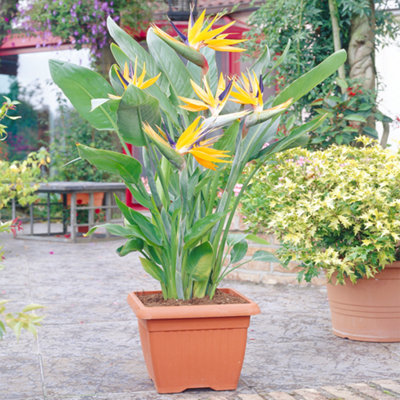 Strelitzia nicolai Bird of Paradise Indoor Plant in 12cm Pot, Low