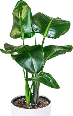 Strelitzia nicolai - Bird of Paradise Indoor Plant in 12cm Pot, Low Maintenance Houseplant (40-50cm Height Including Pot)